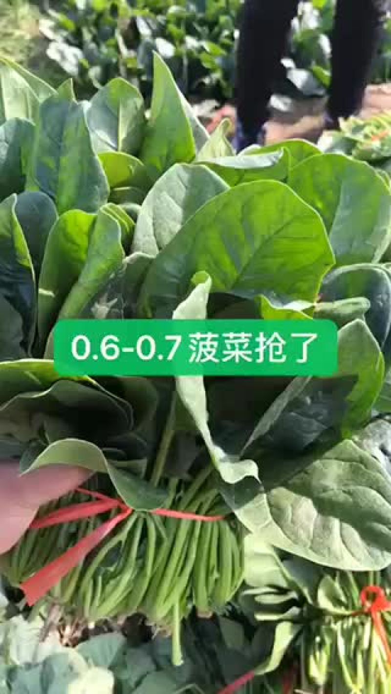 小帅蔬菜货站出售露天大叶菠菜