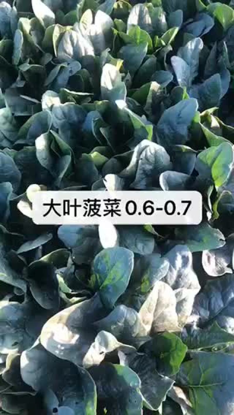 小帅蔬菜货站出售露天大叶菠菜