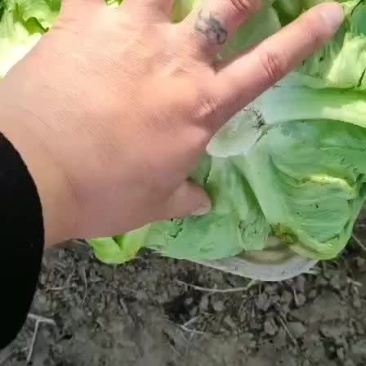 暖棚球生菜大量上市