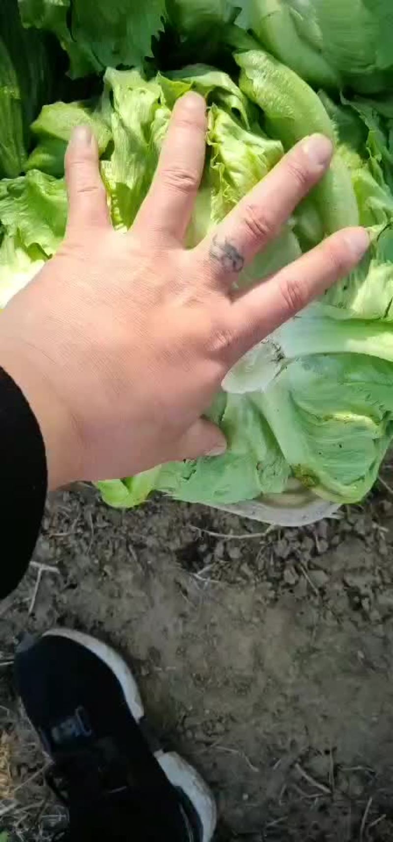 暖棚球生菜大量上市