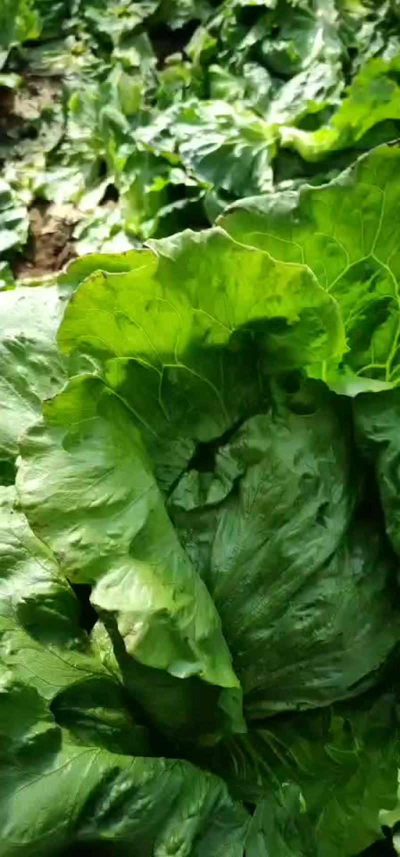 暖棚球生菜大量上市