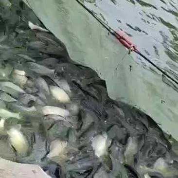 香鲫鱼