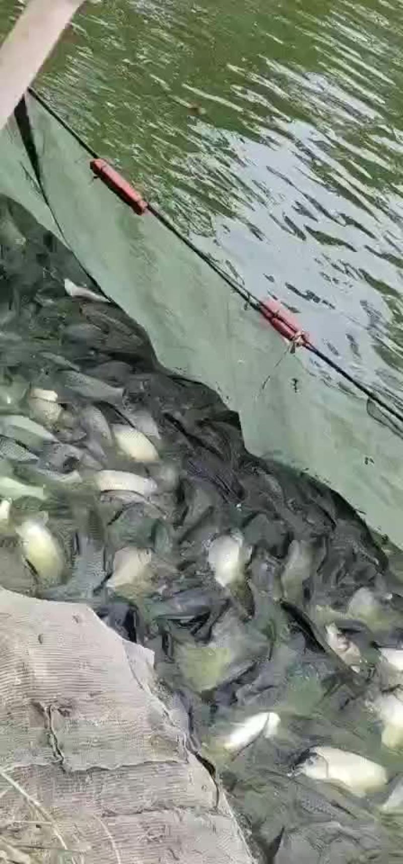 香鲫鱼