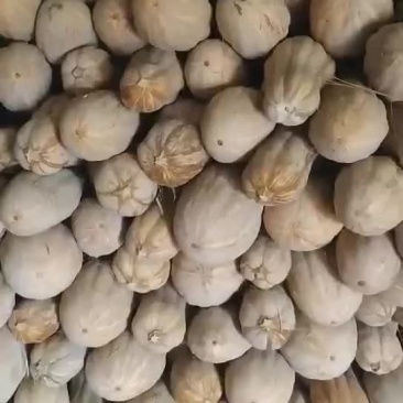 蜜本南瓜