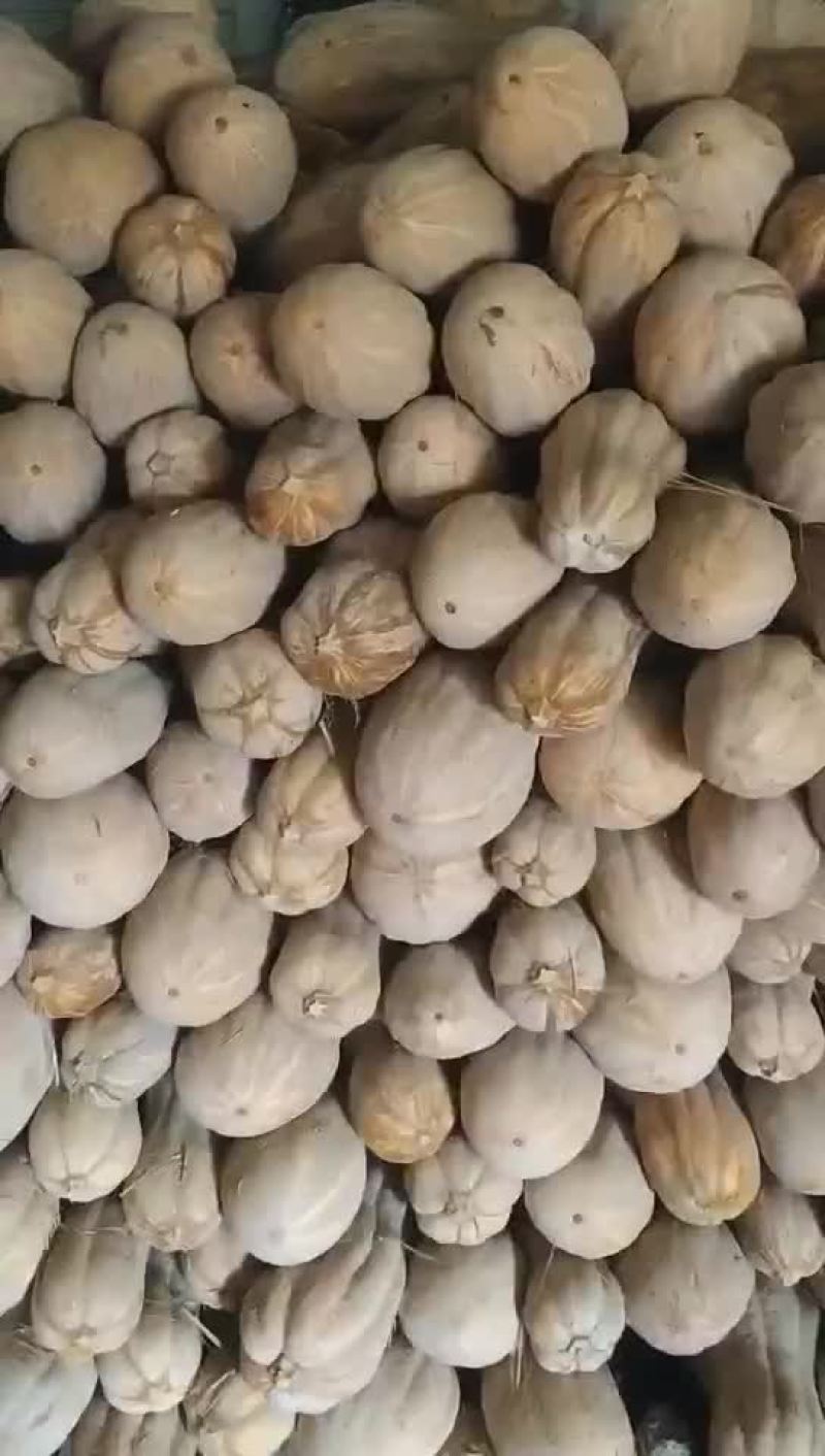 蜜本南瓜