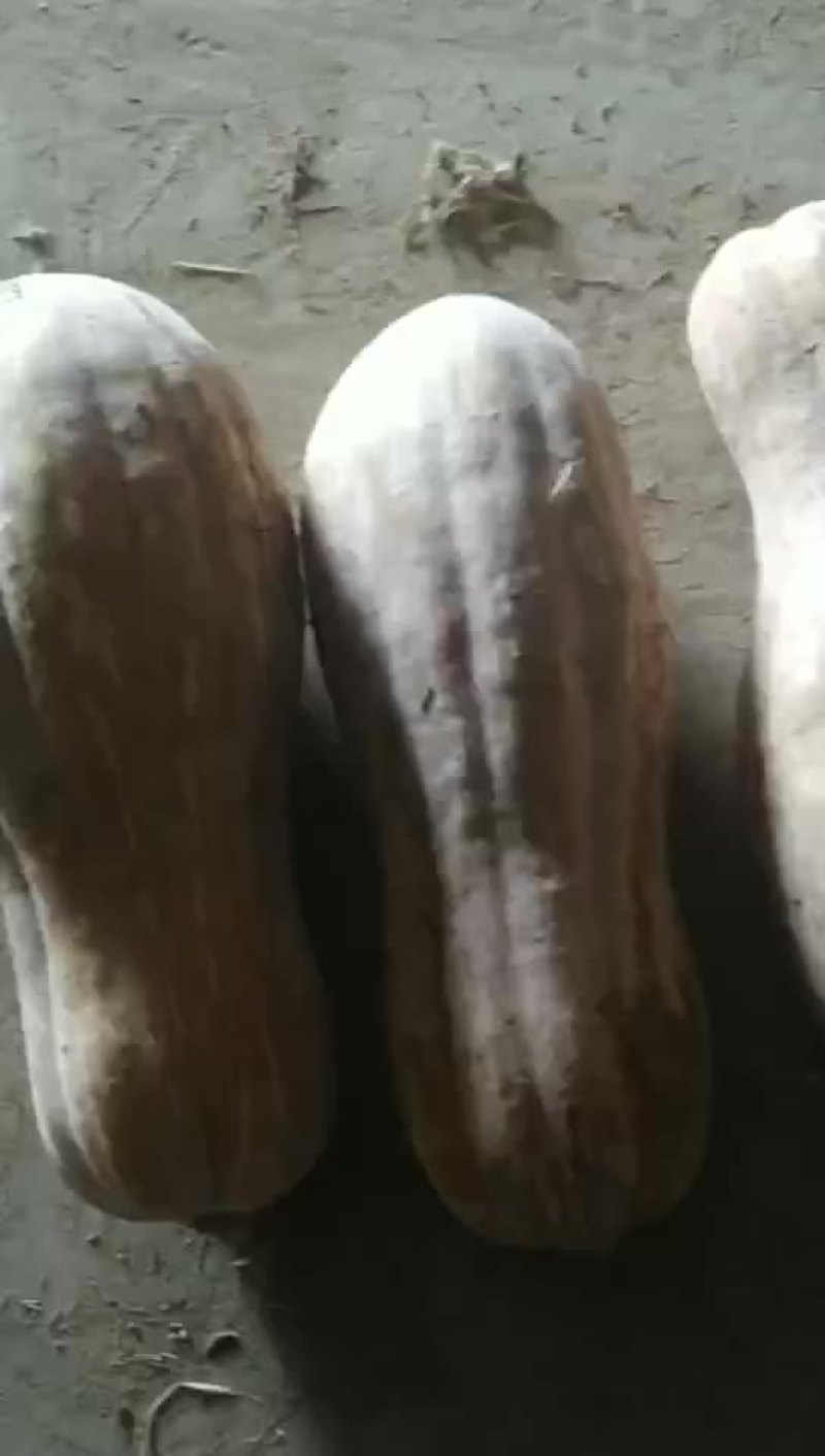 蜜本南瓜