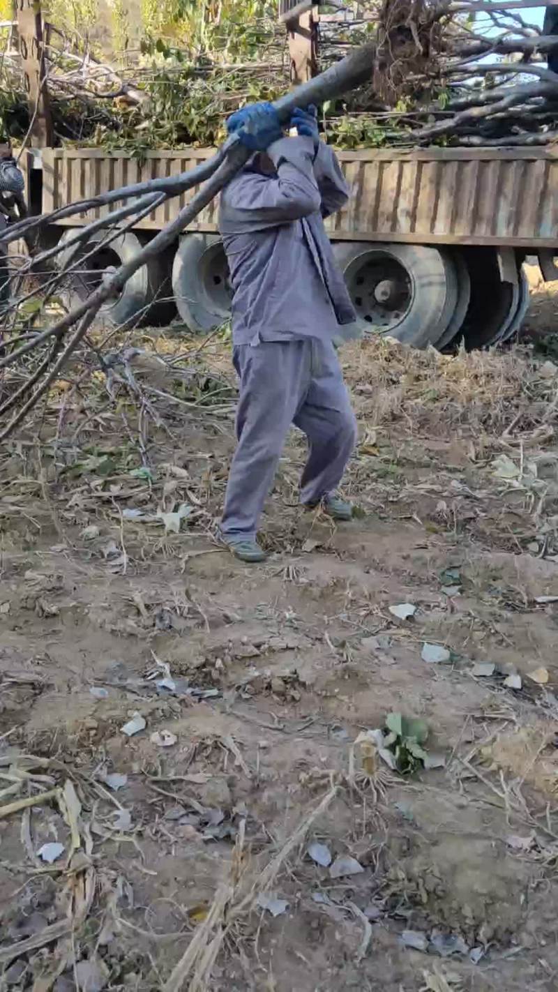 樱桃树