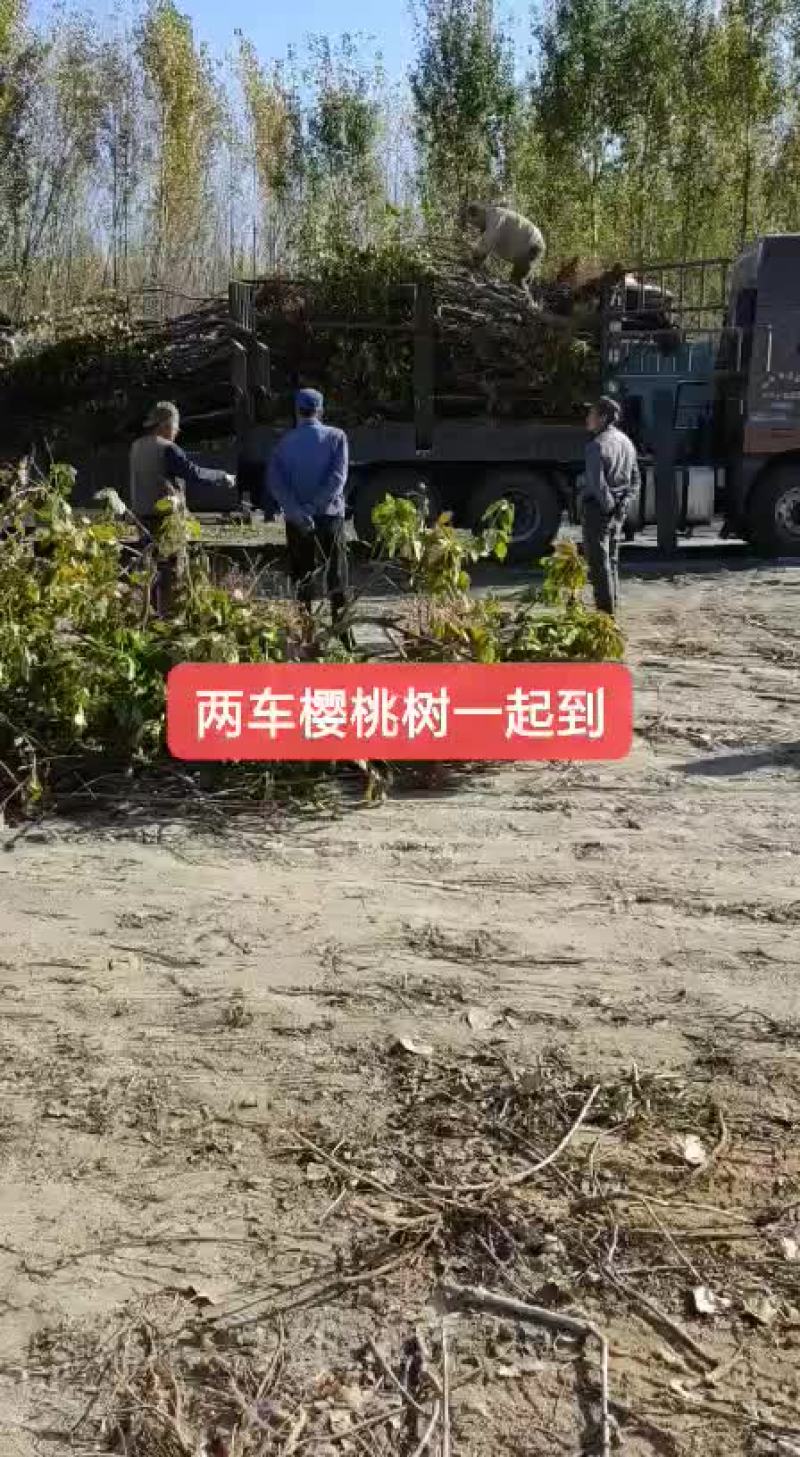 樱桃树