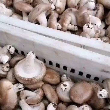 鲜香菇