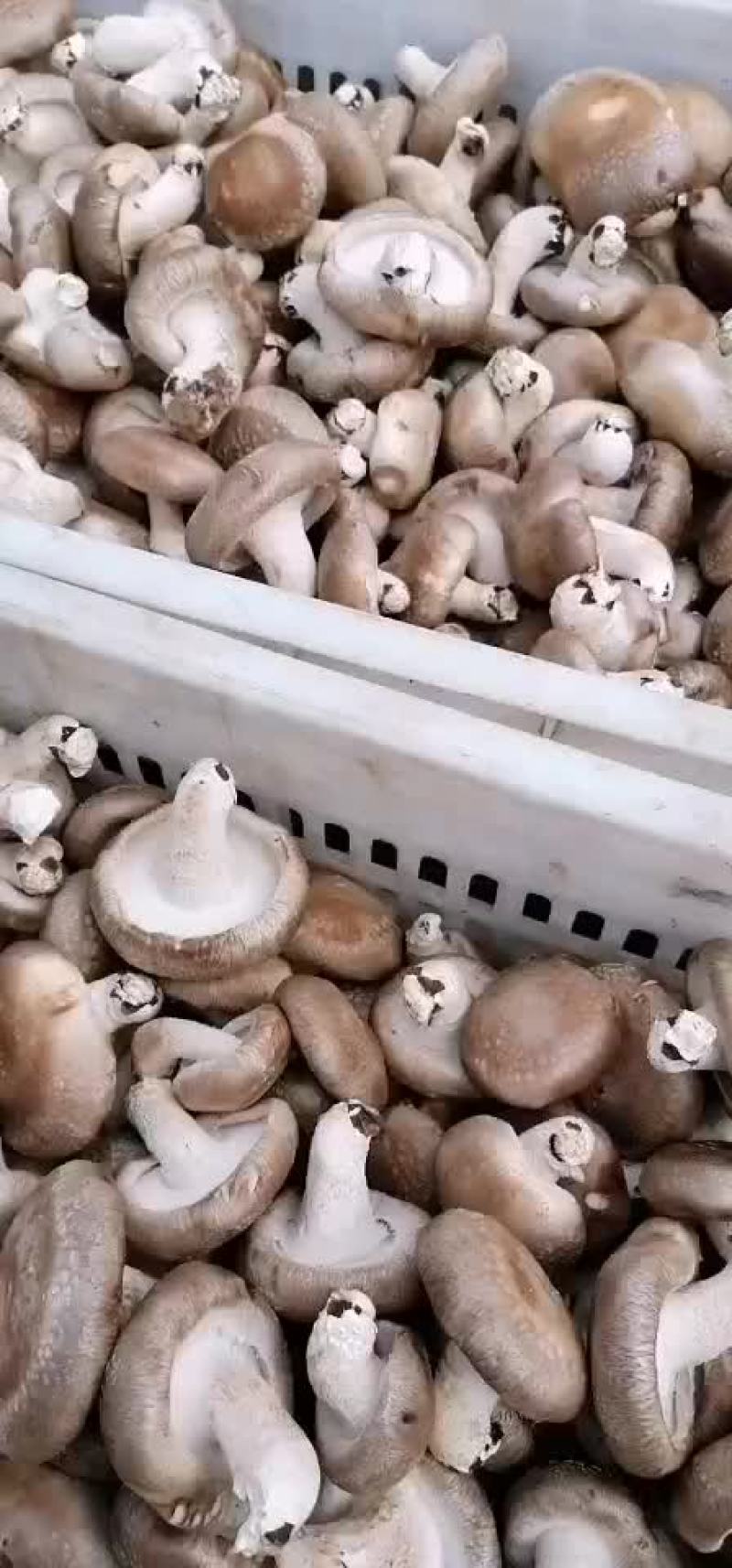 鲜香菇