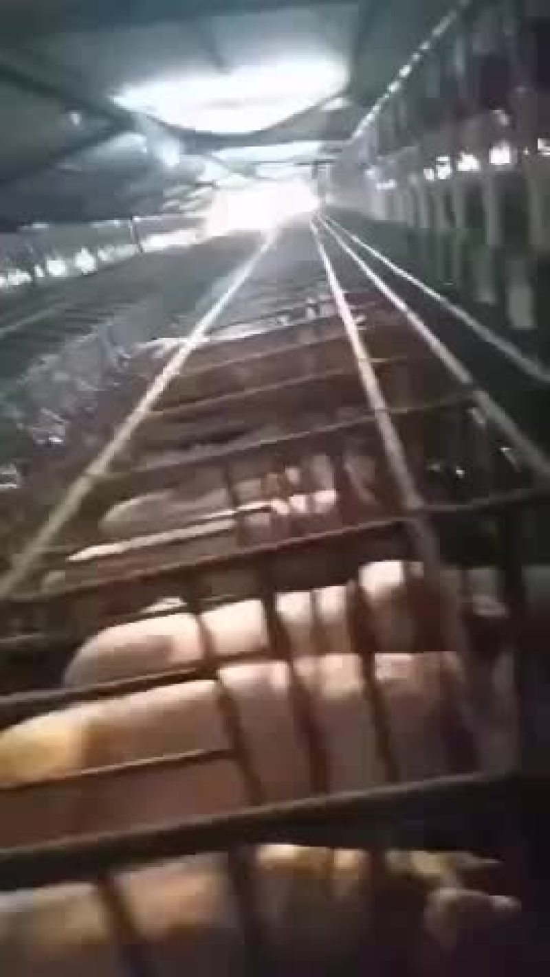 杜洛克公猪包健康包成活全国各地包邮