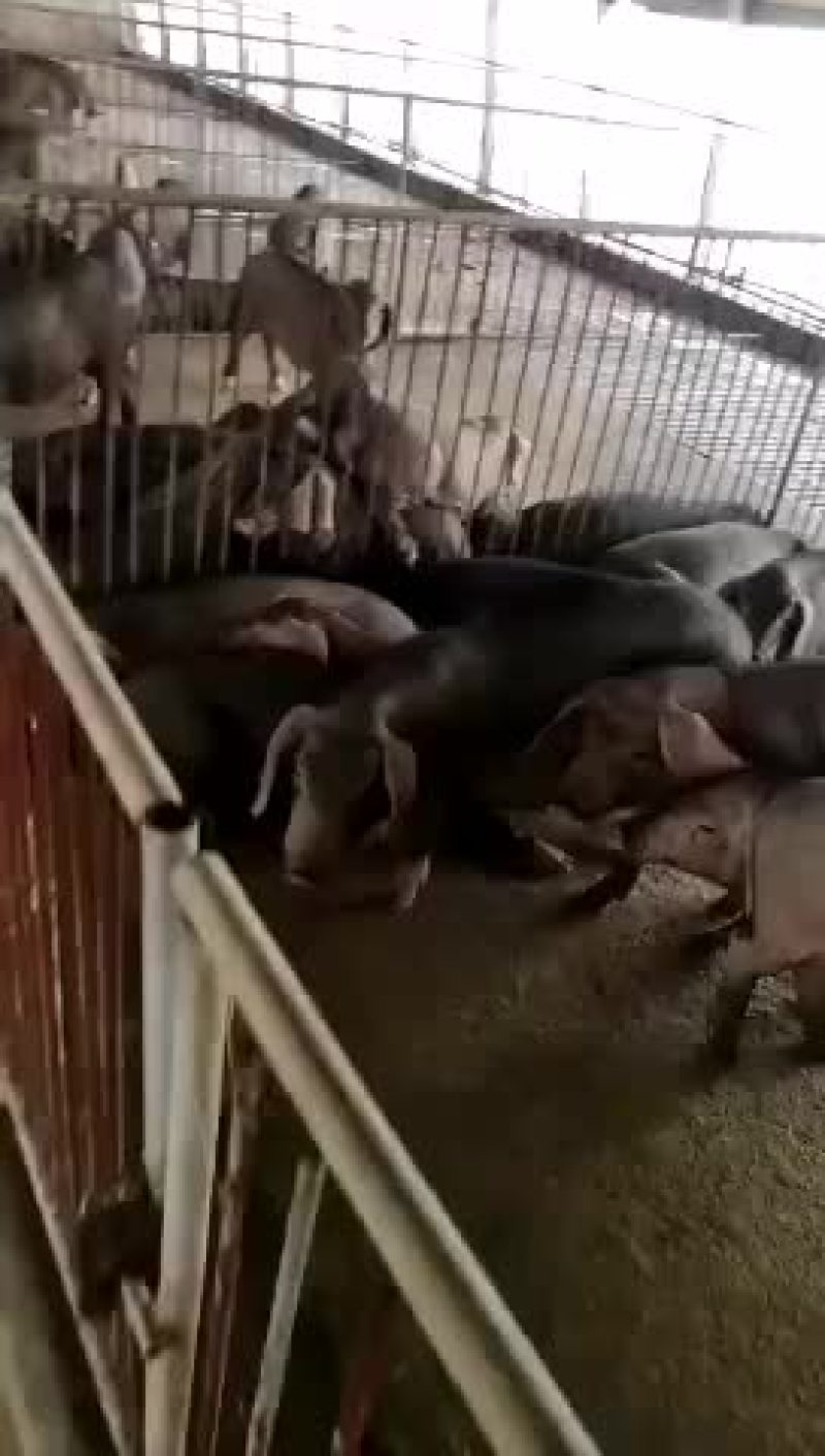 杜洛克公猪包健康包成活全国各地包邮