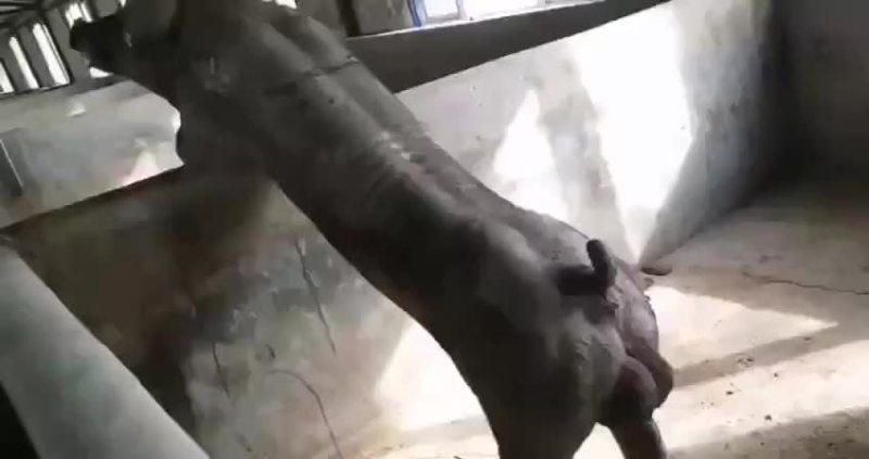 杜洛克公猪包健康包成活全国各地包邮