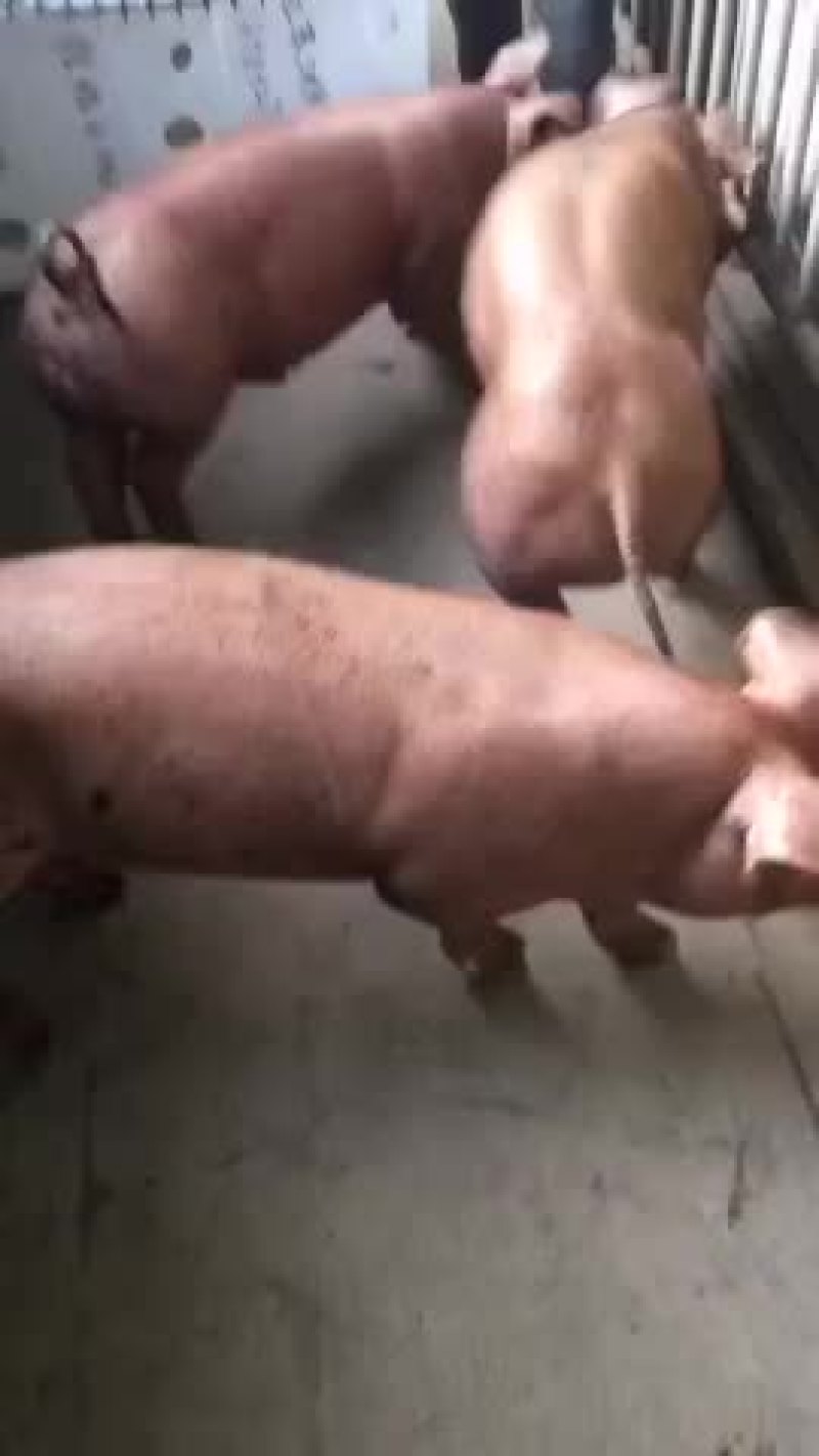 杜洛克公猪包健康包成活全国各地包邮