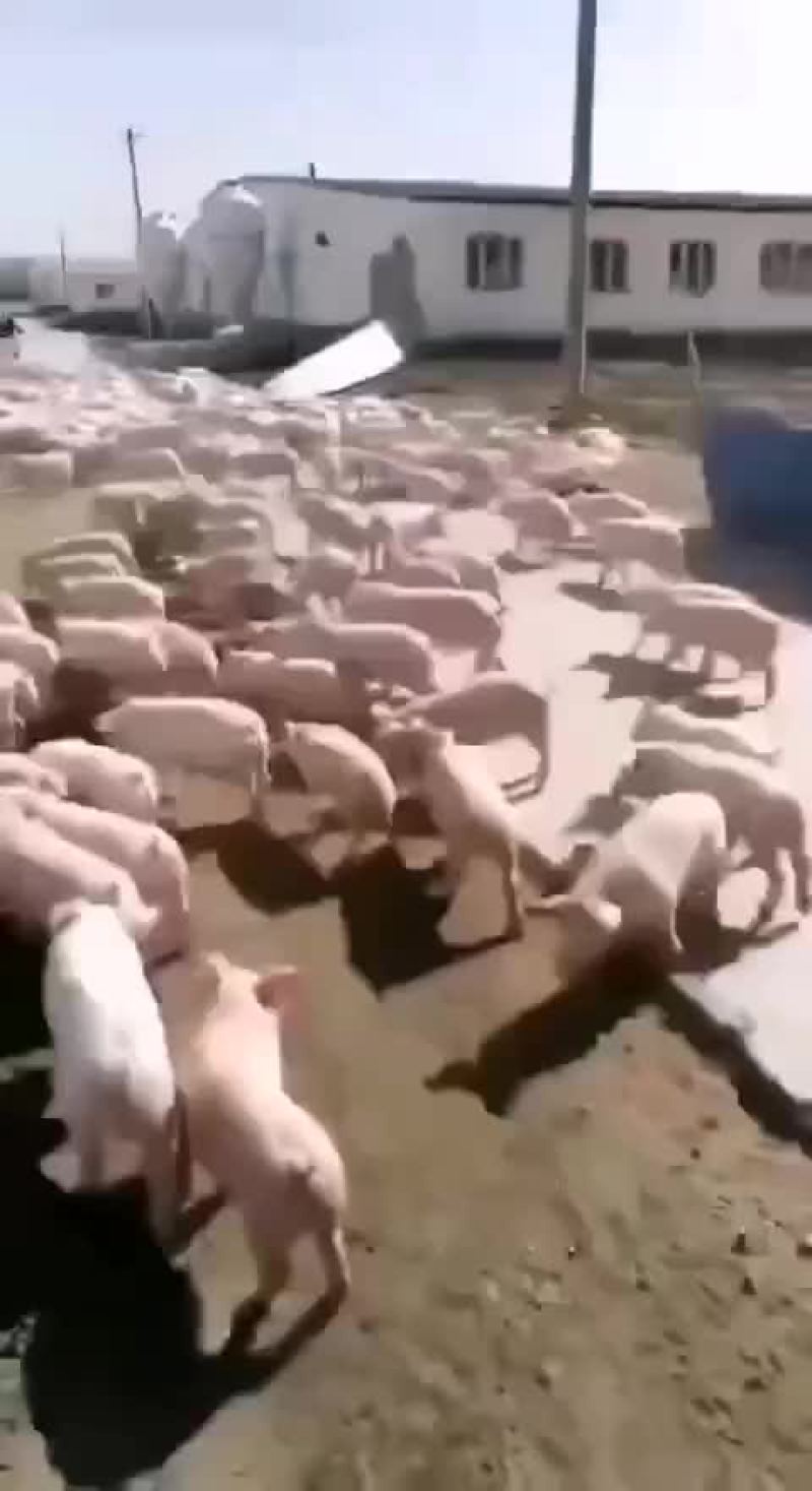 杜洛克公猪包健康包成活全国各地包邮