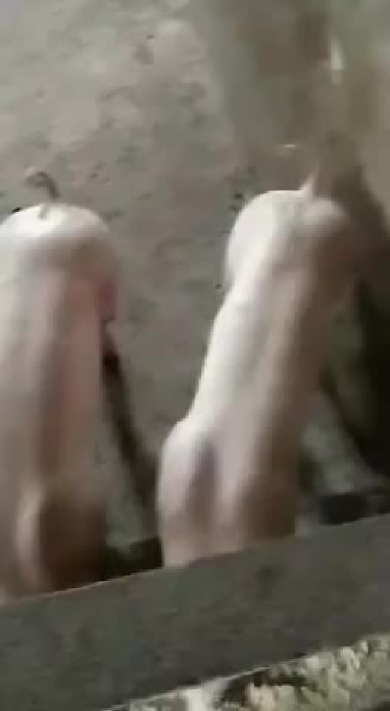 杜洛克公猪包健康包成活全国各地包邮