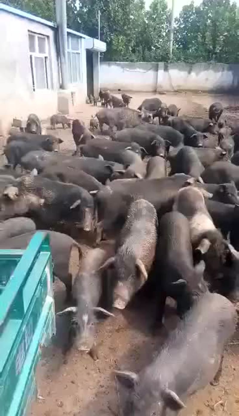 杜洛克公猪包健康包成活全国各地包邮