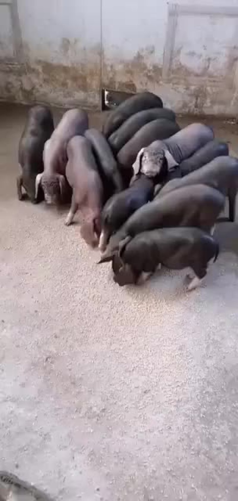 杜洛克公猪包健康包成活全国各地包邮