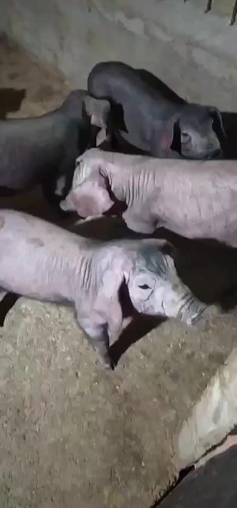 杜洛克公猪包健康包成活全国各地包邮