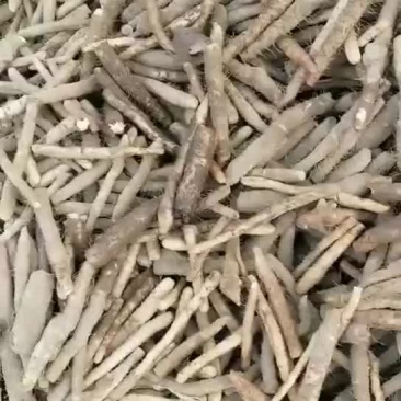 小白嘴生产基地直接供应