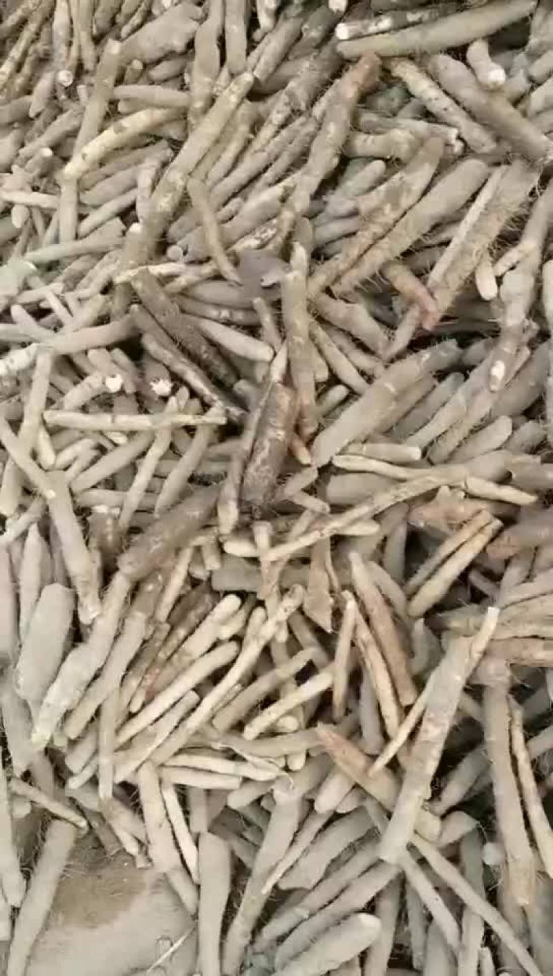 小白嘴生产基地直接供应