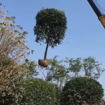 精品桂花树