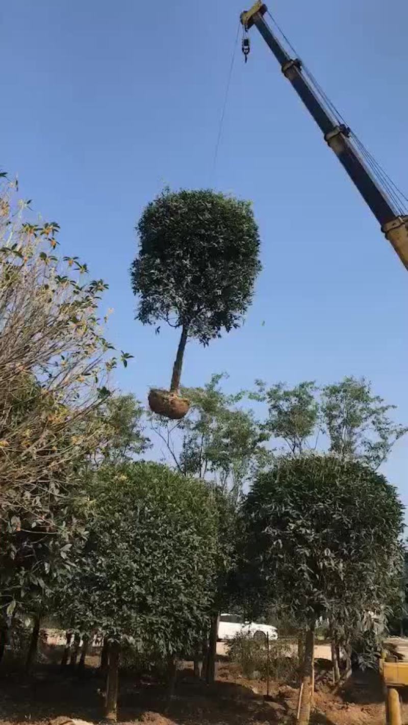 精品桂花树