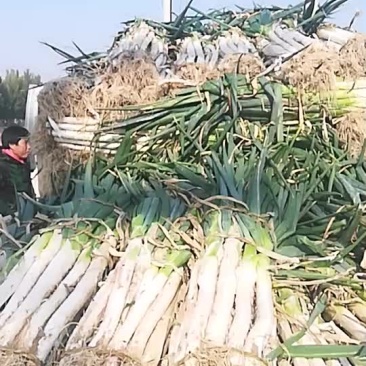 山东昌邑大葱