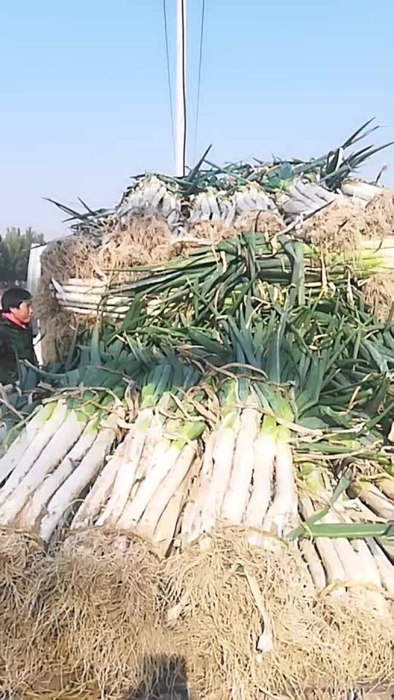 山东昌邑大葱