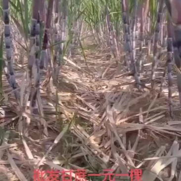 红皮甘蔗