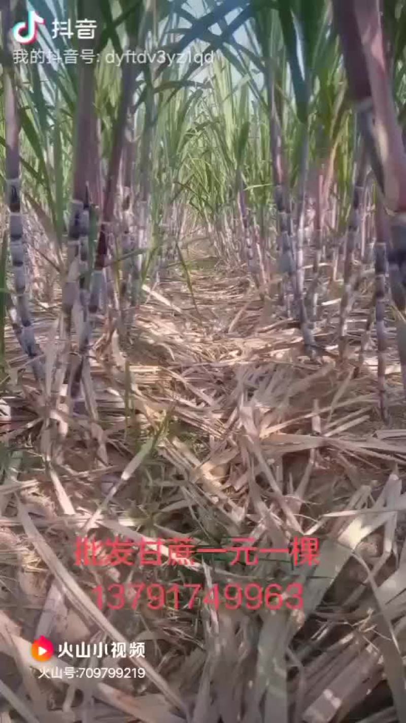 红皮甘蔗