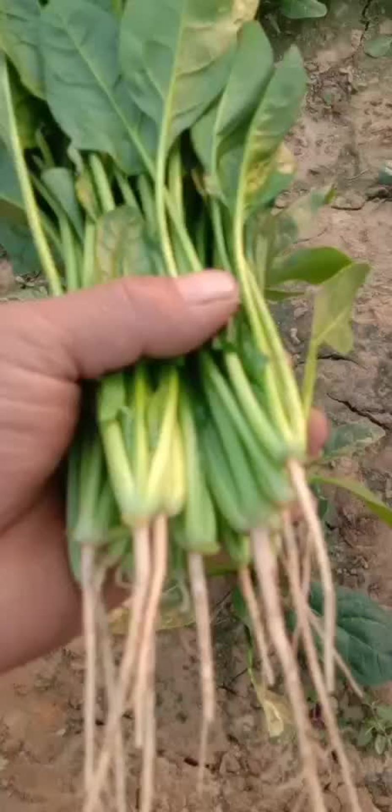 山东惠民万亩精品波菜基地，大量现货，可发全国各地