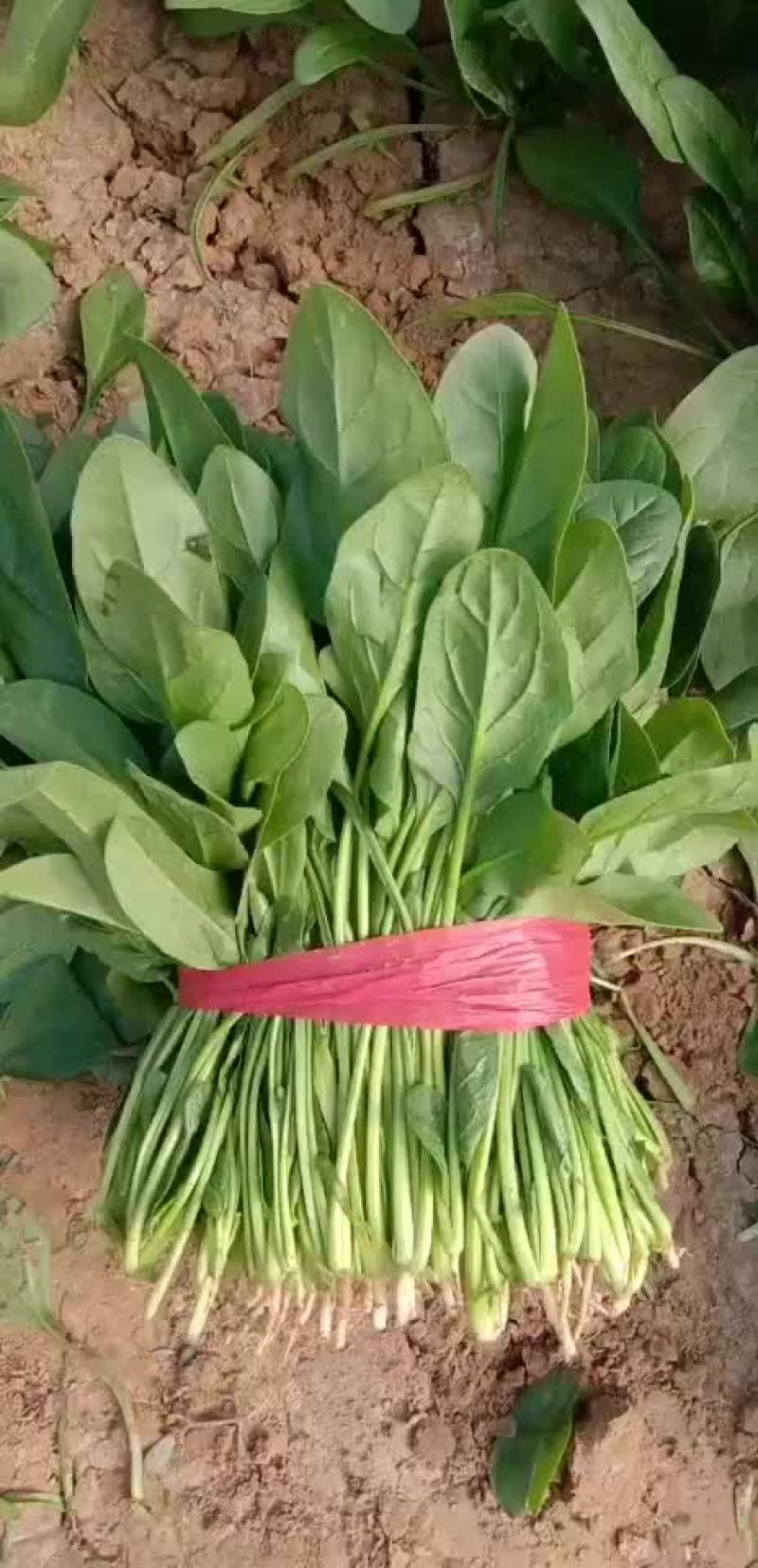 山东惠民万亩精品波菜基地，大量现货，可发全国各地