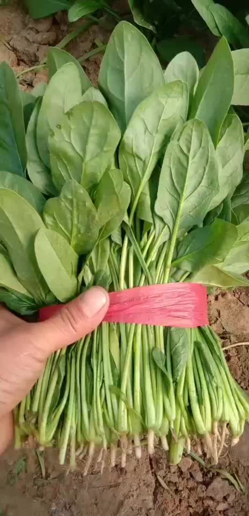 山东惠民万亩精品波菜基地，大量现货，可发全国各地