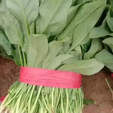 山东惠民万亩精品波菜基地，大量现货，可发全国各地