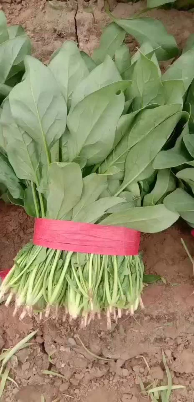 山东惠民万亩精品波菜基地，大量现货，可发全国各地