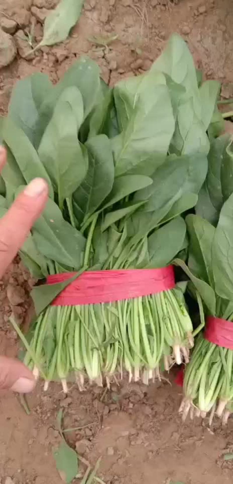 山东惠民万亩精品波菜基地，大量现货，可发全国各地