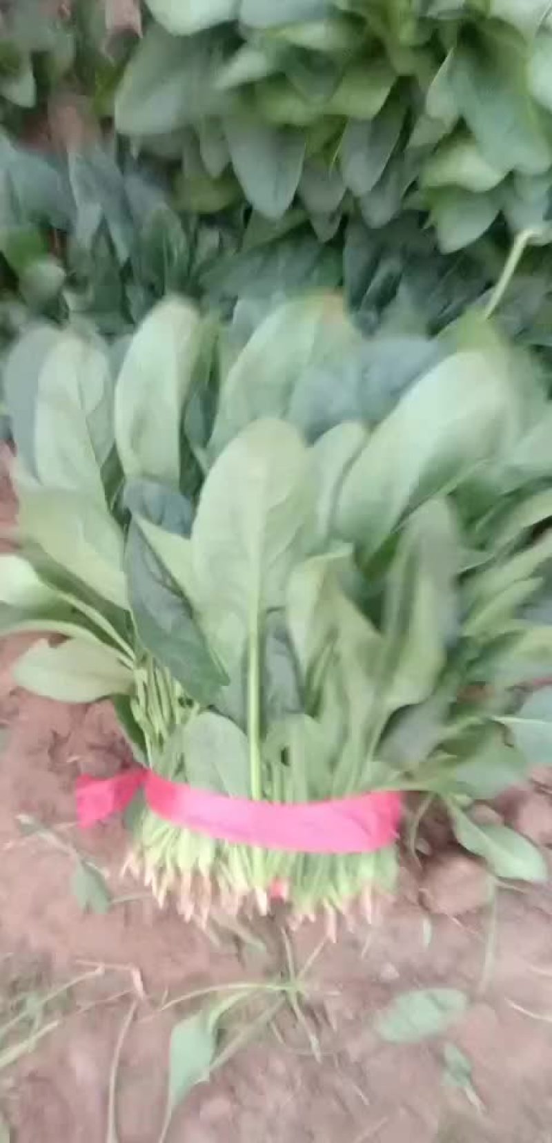 山东惠民万亩精品波菜基地，大量现货，可发全国各地