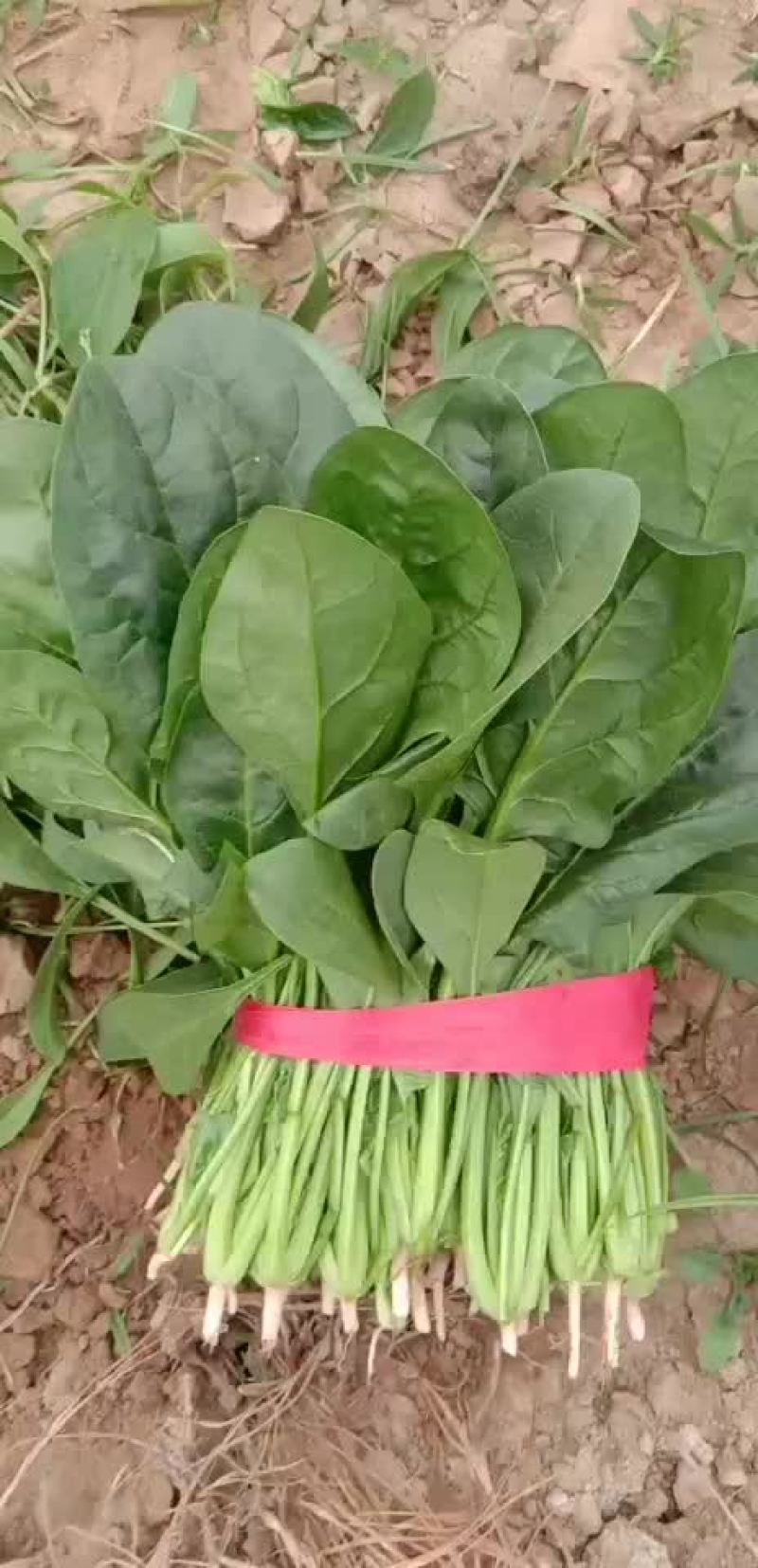 山东惠民万亩精品波菜基地，大量现货，可发全国各地