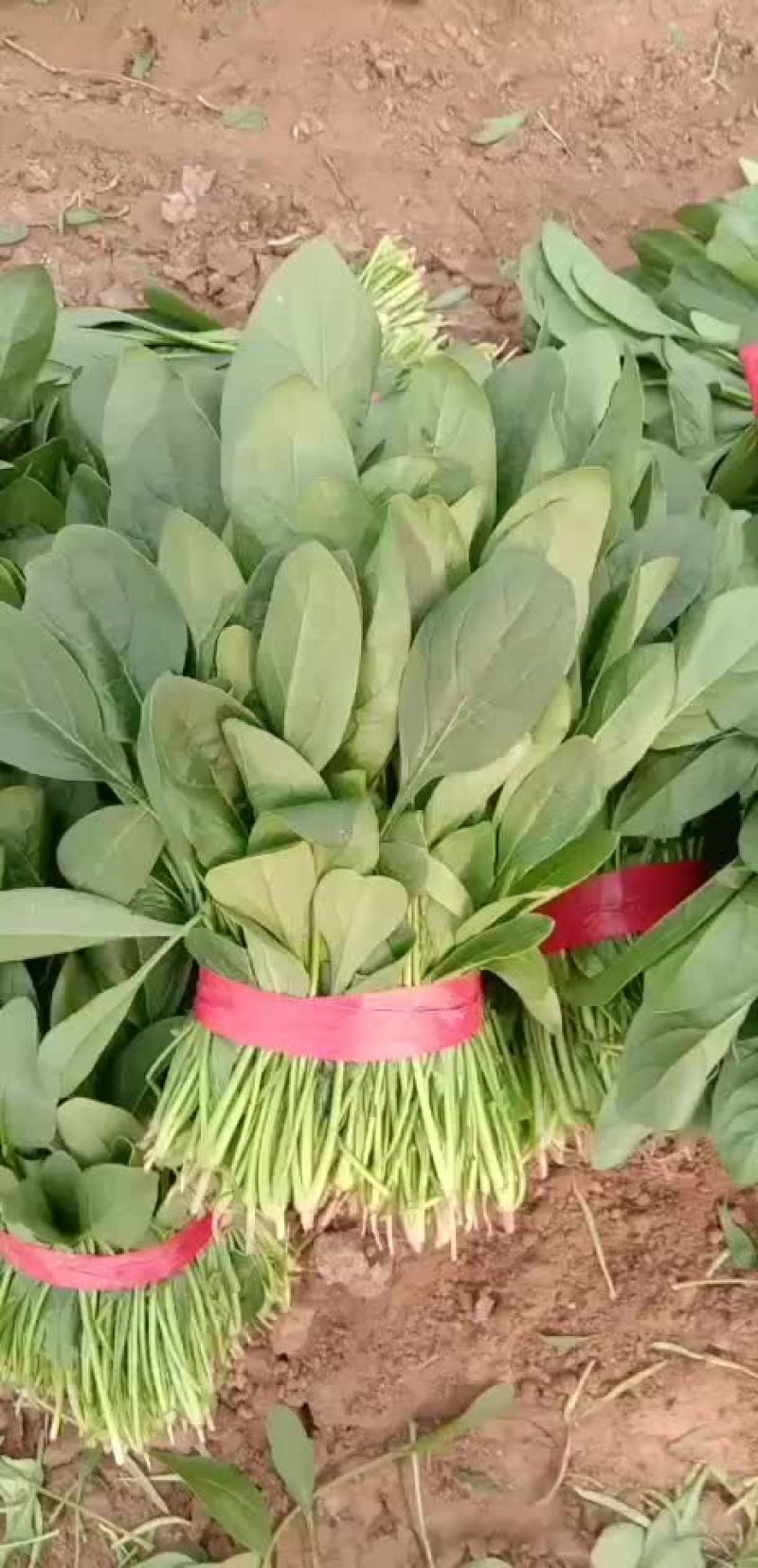 山东惠民万亩精品波菜基地，大量现货，可发全国各地