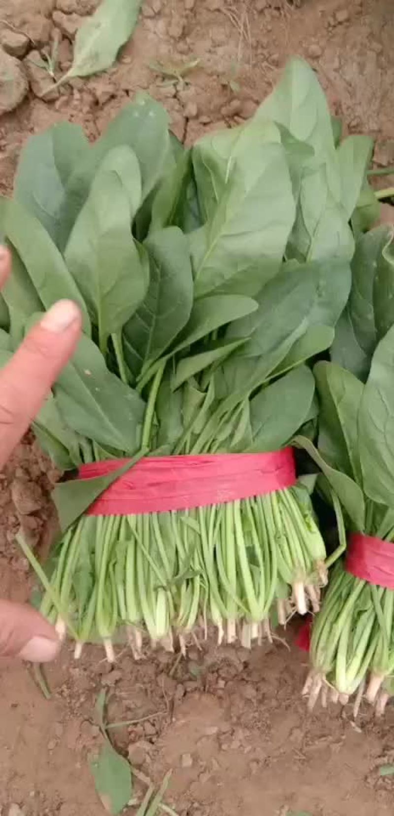 山东惠民万亩精品波菜基地，大量现货，可发全国各地