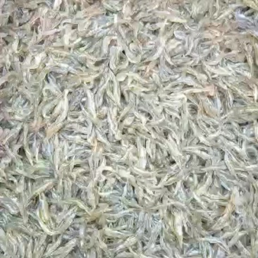 精品河虾