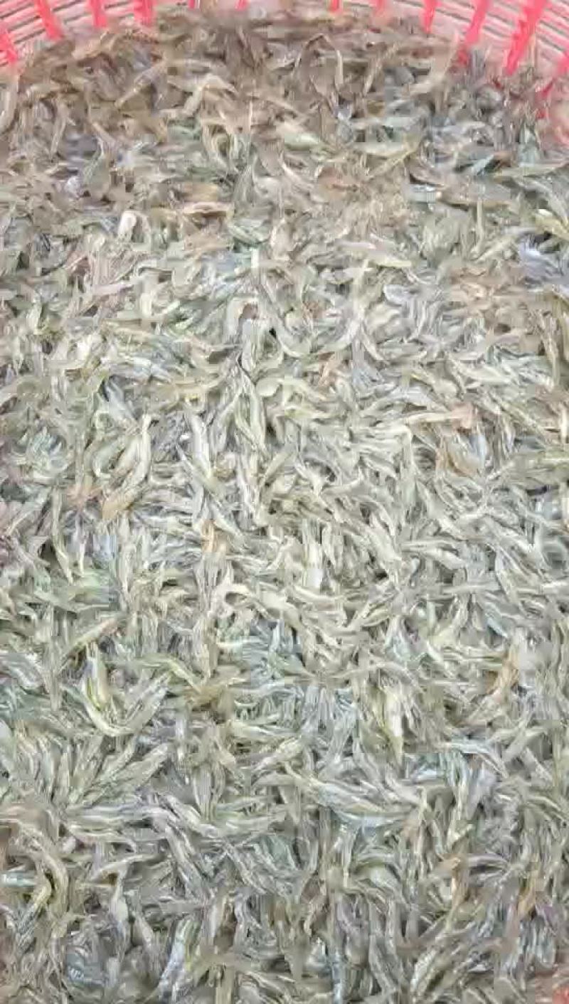精品河虾