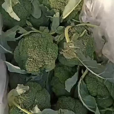 高碑店新发地精品西蓝花