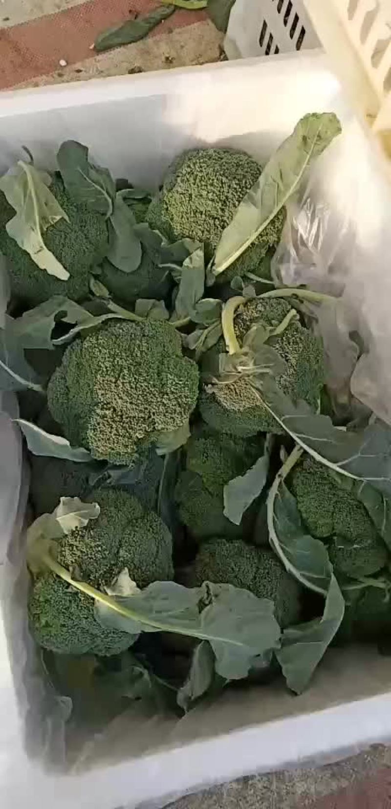 高碑店新发地精品西蓝花
