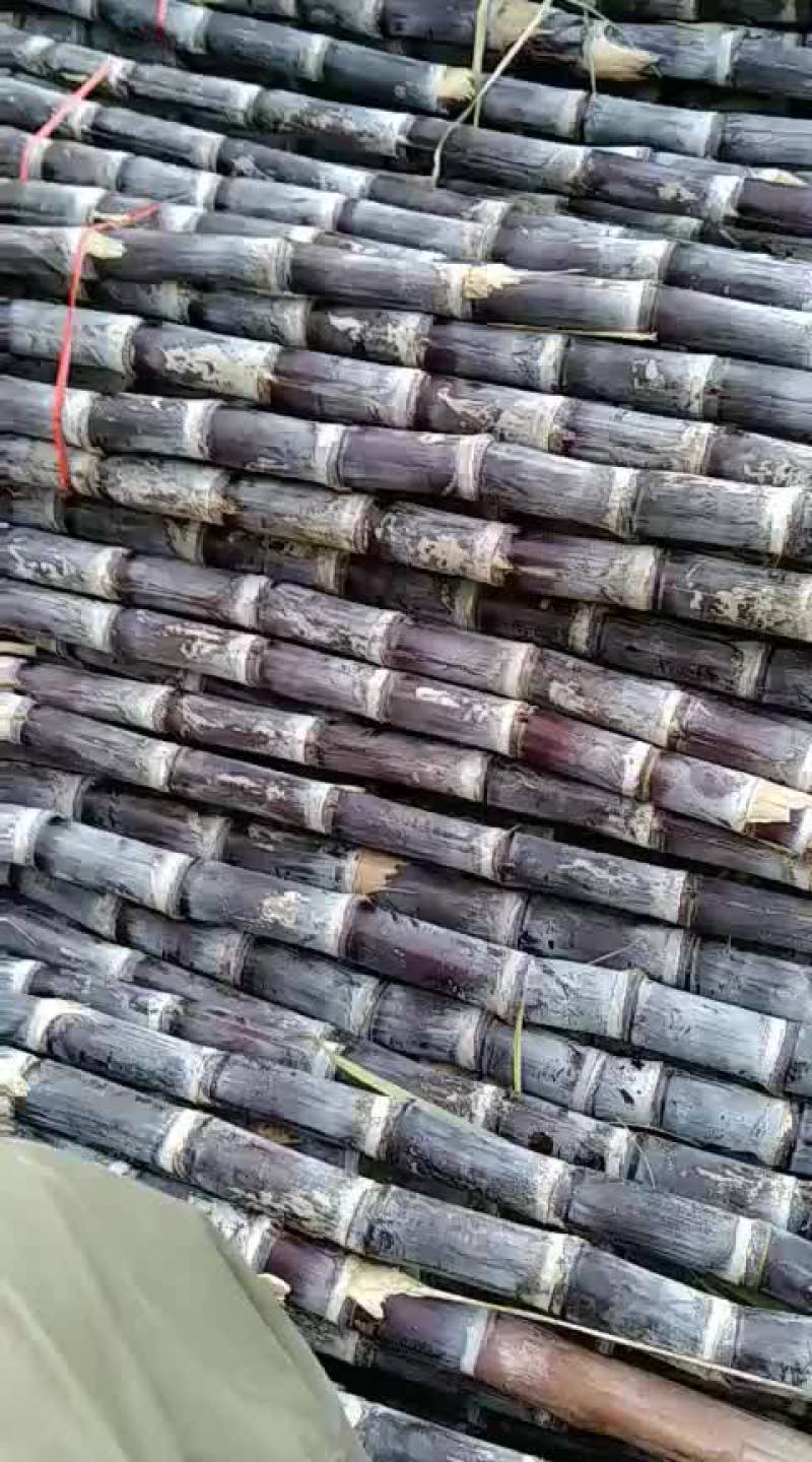 黑皮甘蔗
