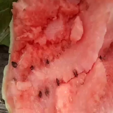 西瓜