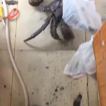 正关椰子蟹每周固定到货