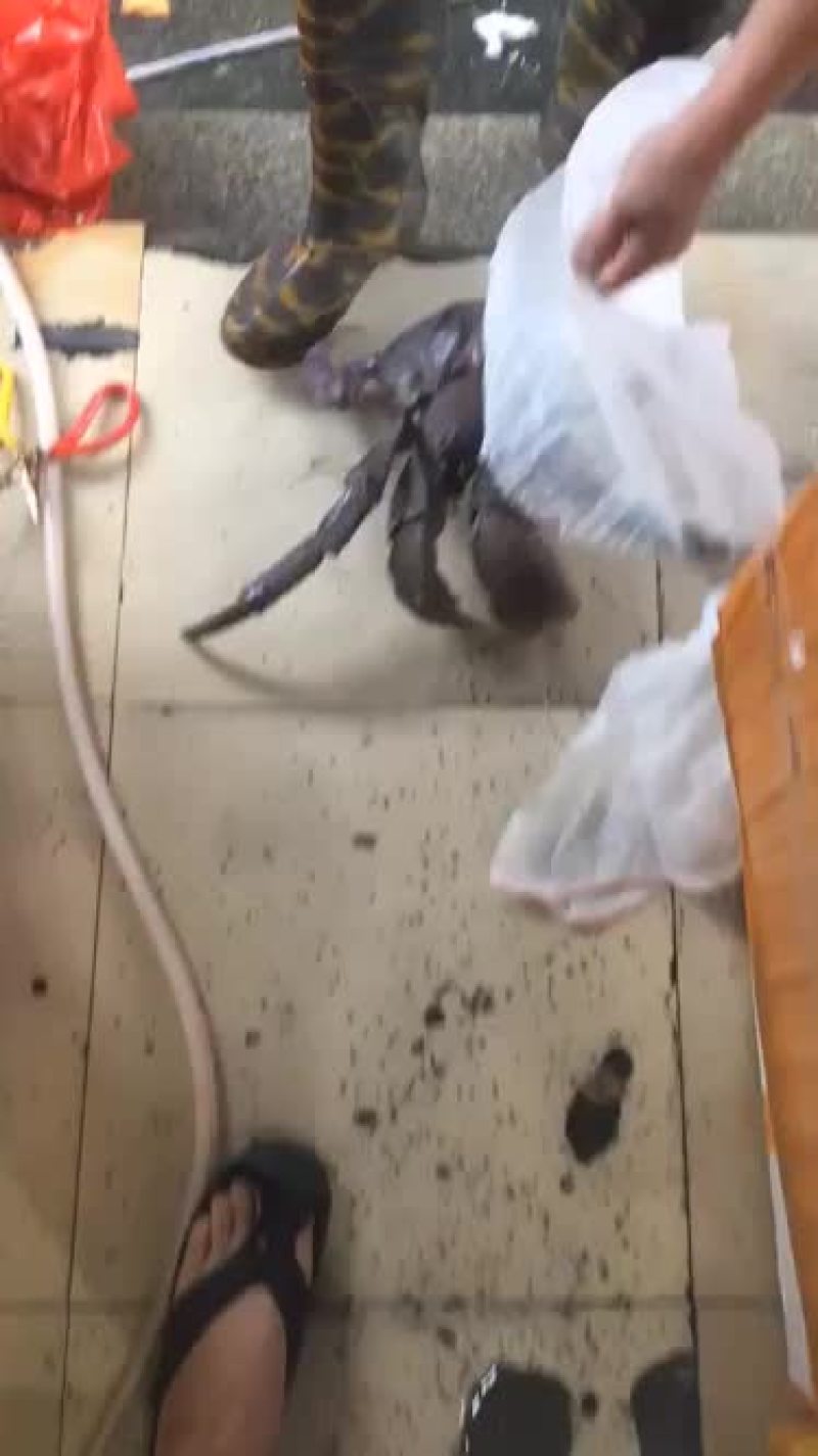 正关椰子蟹每周固定到货