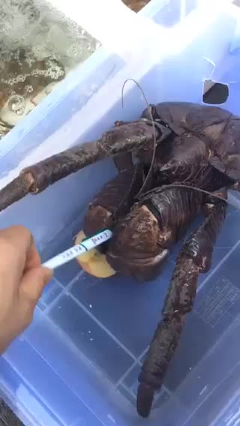 正关椰子蟹每周固定到货